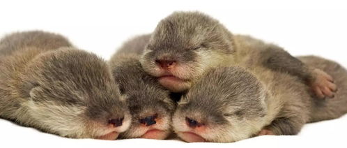 海獺sea otter 毀三觀 的最強反差丨動物伙伴