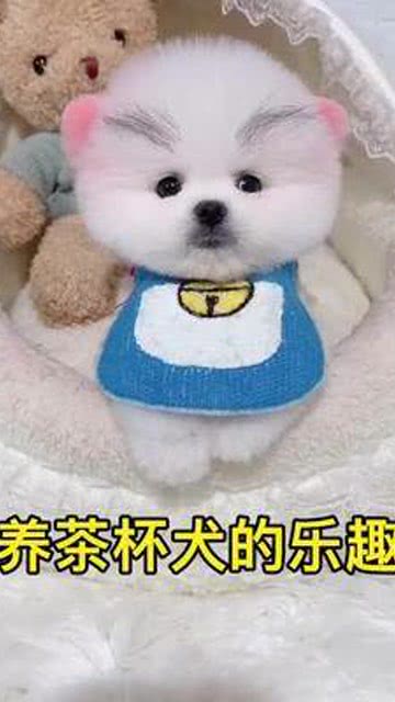 茶杯犬 寵物 寶寶 寵愛(ài) 狗狗 喜歡 可愛(ài) 有趣 萌寵 萌寶 萌娃